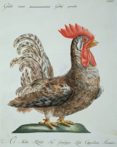 Dwarf Cockerel, c.1767-76 (ručně kolorovaná rytina) od Italian School