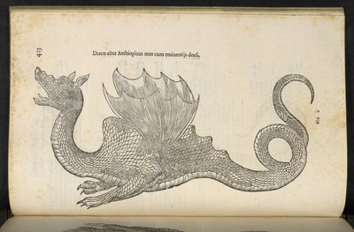 Etiopský drak „Had a dračí historická kniha druhá“, Bologna, Ulisse Aldrovandi od Italian School