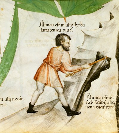 Extracting Alum, c.1440 (colour litho)   1412488   cs       czech Successfully Translated  Original: "...disposto...disposto sempre allubbidienza" (Always Ready to Obey) Translat: "...disposto...disposto sempre all