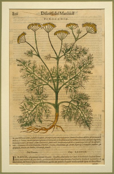 Fenykl, botanická deska z Discorsi od Pietra Andrea Mattioliho (1501-77) publikovaná v Benátkách, 1570 od Italian School