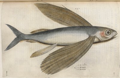 Létající ryba, ilustrace z „Aquatilium Animalium Historiæ liber primus“, od Ippolita Salvianiho od Italian School