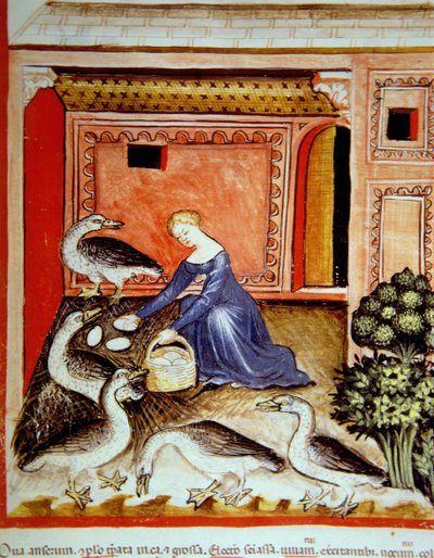 Fol.66r Chov hus, ilustrace z Tacuinum Santiatis Codex Vindobonensis od Italian School