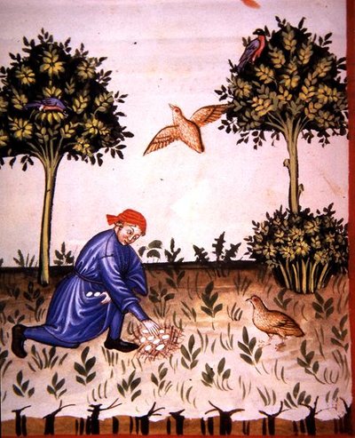 Fol.66v Sbírání koroptvích vajec, ilustrace z "Tacuinum Santiatis Codex Vindobonensis" (pergamen) od Italian School