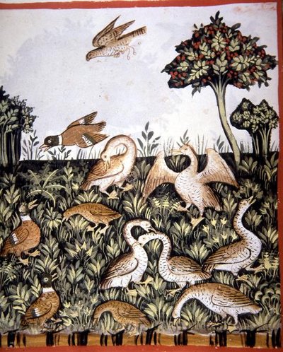 Fol.69v Kachny a husy, ilustrace z 