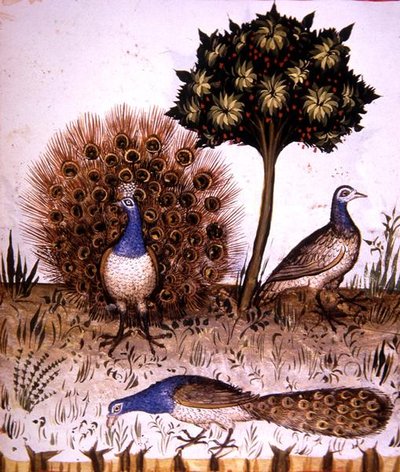 Fol.70r Pávi, ilustrace z 