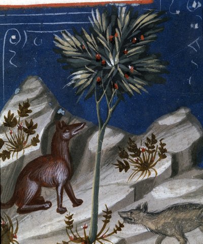 Liška a vlk, ilustrace z "Codex Justianus", 1350 od Italian School