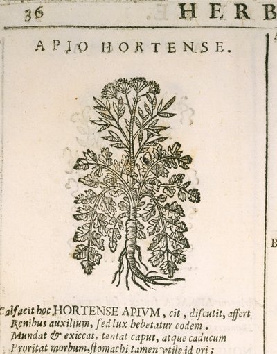 Petržel zahradní (Petroselinum crispum), rytina Castore Durante od Italian School