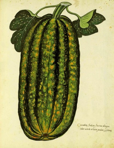 Zelená podlouhlá dýně od Ulisse Aldrovandi (1522 – 1605) deska vydaná v Piante Fiori Frutti (ručně kolorovaná rytina). od Italian School