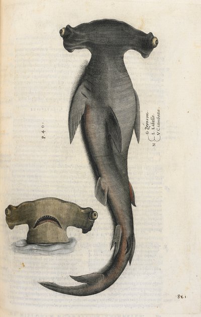 Žralok kladivoun, ilustrace z „Aquatilium Animalium Historiæ liber primus“, od Ippolita Salvianiho od Italian School