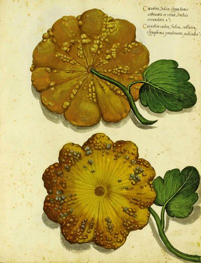 Heirloom Squash od Ulisse Aldrovandi od Italian School