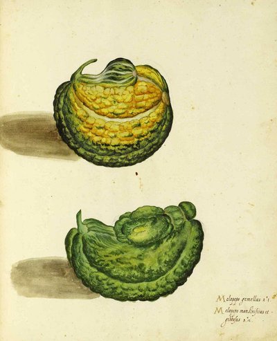 Heirloom Squash od Ulisse Aldrovandi od Italian School