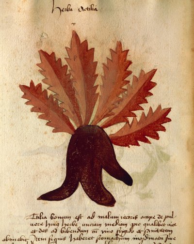 Herba Actila od Italian School