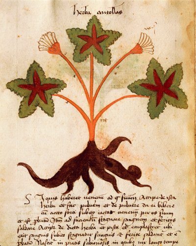 Herba Antollas od Italian School