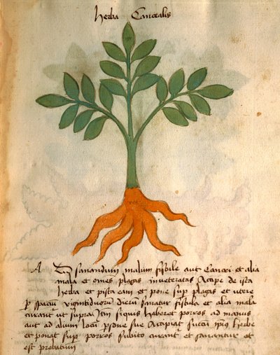Herba Cancealis od Italian School