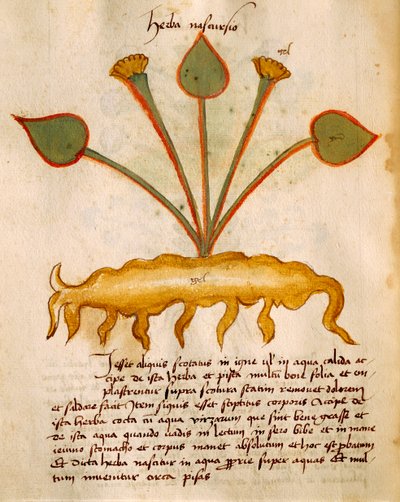 Herba Nasturzio od Orgione Rizzardo od Italian School