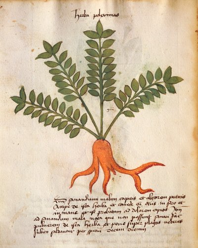 Herba Poleximos od Italian School