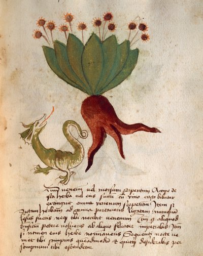 Herba Vermicularia od Italian School