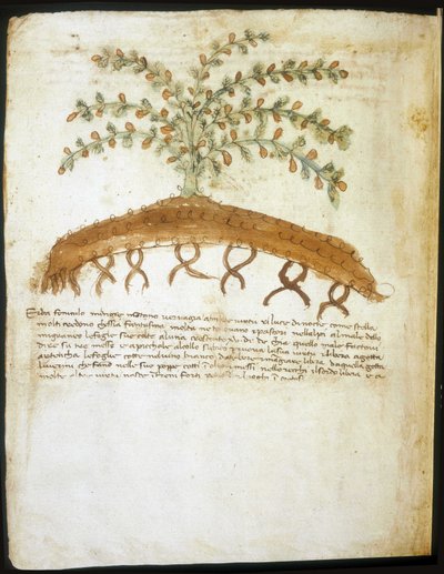 Herbář ze 14. století. Městská knihovna v Rimini. od Italian School