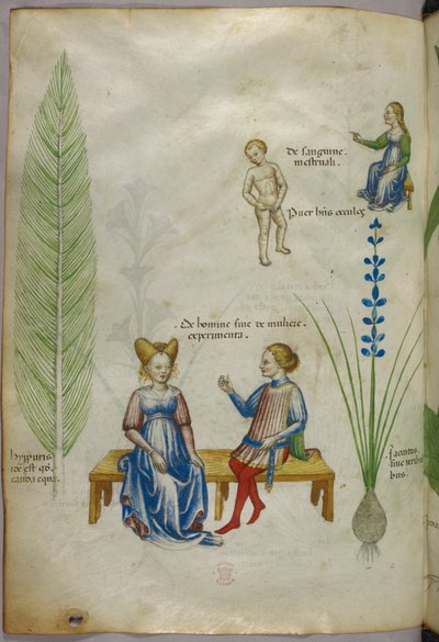 Ilustrace přesličky polní [hyppuris] a duhovky [ jacintus]; postavy znázorňující aspekty lidské sexuality, asi 1440 (tuš a barva na pergamenu) od Italian School