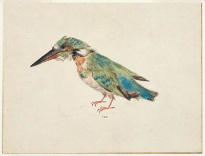 Kingfisher, c.1650-99 (černá křída, akvarel, tělová barva na položeném papíře, položený, s hnědým inkoustovým orámováním na třech okrajích) od Italian School