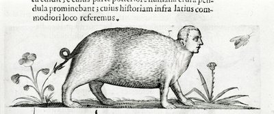 La manticore - ve druhé knize "O povaze příčin monster" od Fortunia Ačkoli od Italian School