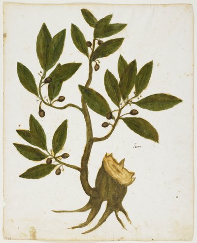 Vavřínový strom (Laurus nobilis) (wc a tempera na papíře) od Italian School