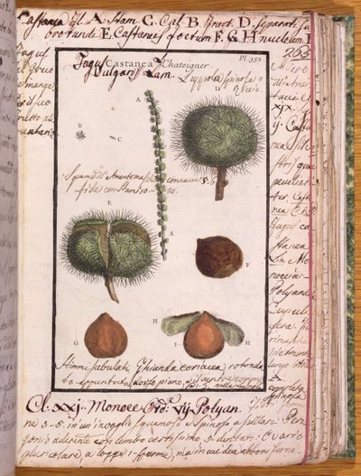 Ms 115 Chestnut, od Dizionario di Botanica (pero, inkoust a wc na papíře) od Italian School