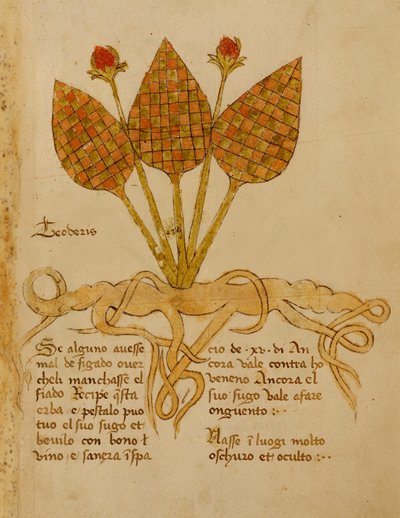 Ms 1591 Fol.19r Herba Teoderis (vellum) od Italian School