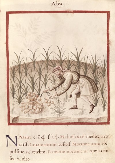 Ms 3054 fol.23 Sklizeň česneku, z „Tacuinum Sanitatis“ (vellum) od Italian School