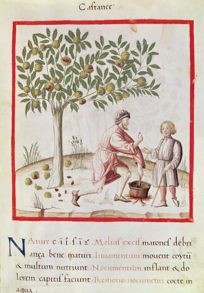 Ms 3054 fol. 31 Sklizeň a vaření kaštanů z „Tacuinum Sanitatis“ (vellum) od Italian School
