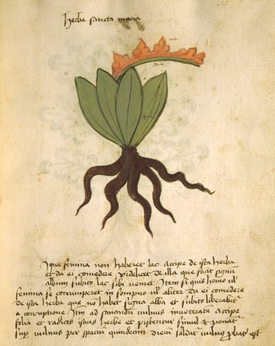 Ms 320 M Fol.28r Herb Santa Maria, z The Book of Herbarius spolu s metodami přípravy léků od Orgione Rizzarda od Italian School