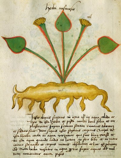 Paní 320 M Fol.29v Herba Nastrusio, z „Knihy Herbarius spolu s metodami přípravy léků“ od Orgione Rizzardo od Italian School