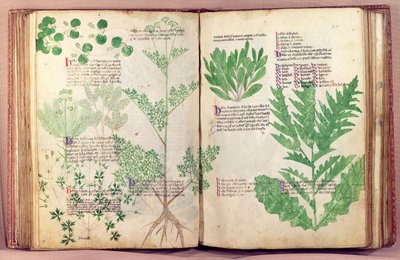 Ms Lat 6823 fol.19v & 80 Plants from De Herbis od Manfredus de Monte Imperiali, c.1330-40 od Italian School