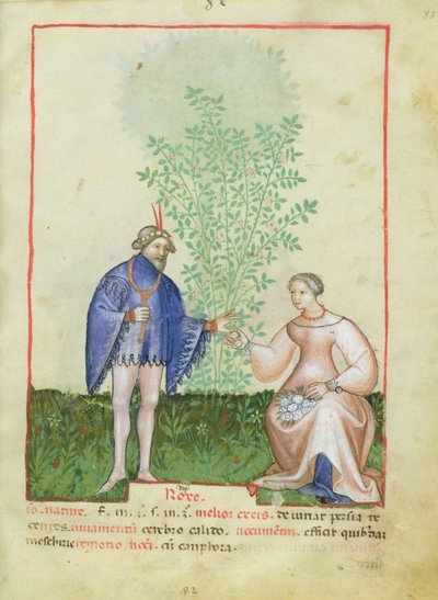 Nouv Acq Lat 1673 fol. 83 Roses, from Tacuinum Sanitatis, c.1390-1400 od Italian School