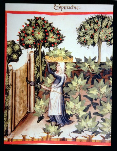 Nova 2644 f.27r Sklizeň špenátu, z Tacuinum Hygiene Code Vindobonensis od Italian School