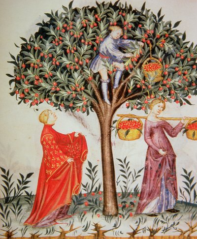 Nova 2644 fol.12r Sběr třešní, z Tacuinum Sanitatis Codex Vindobonensis od Italian School
