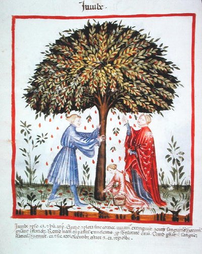 Nova 2644 fol.15v Sbírání jujuby, z Tacuinum Sanitatis Code Vindobonensis (na pergamenu) od Italian School