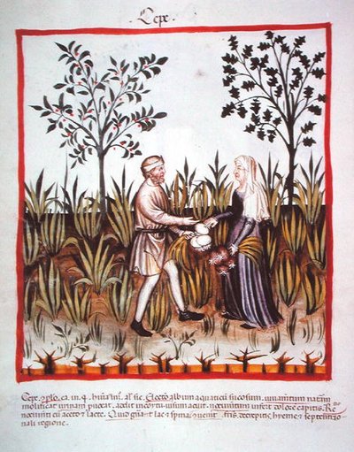 Nova 2644 fol.25v Sklizeň cibule, z Tacuinum Sanitatis Code Vindobonensis (na pergamenu) od Italian School