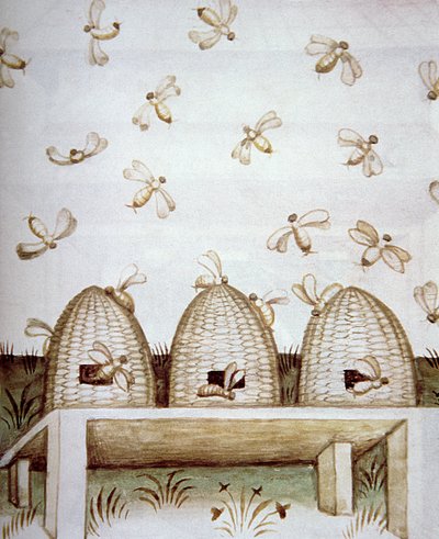 Nova 2644 fol.94v Včelstva, z Tacuinum Sanitatis od Italian School