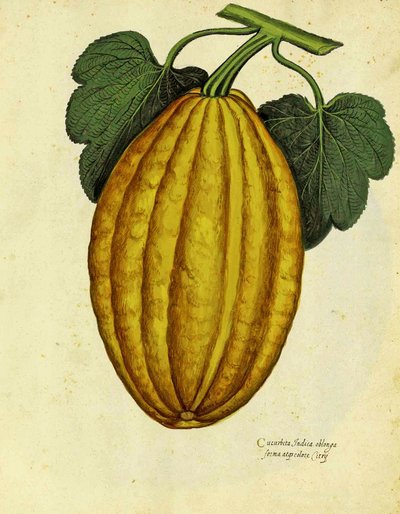 Oblong squash od Ulisse Aldrovandi od Italian School