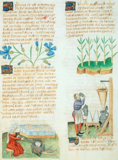 Stránka z Tractatus de Herbis od Dioscorides Pedanius od Italian School