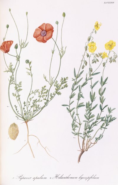 Papaver apulum a Helianthemum hyssopifolum, 1811-1838 od Italian School