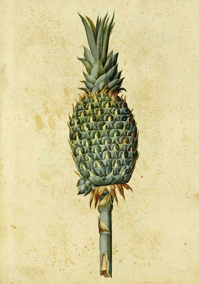 Ananas od Ulisse Aldrovandi od Italian School
