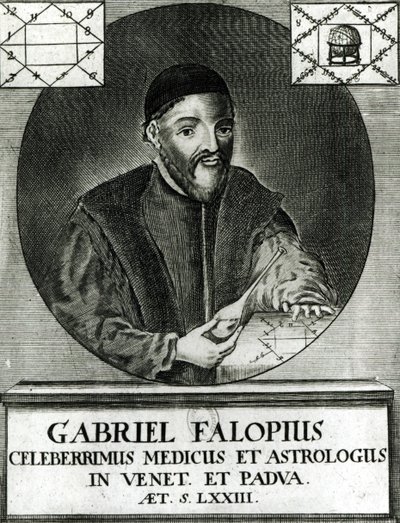 Portrét Gabriela Fallopia (1523–1562) od Italian School