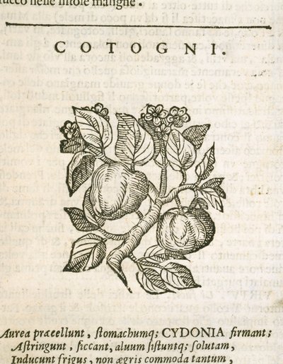 Kdoule (Cydonia oblonga), rytina Castore Durante od Italian School