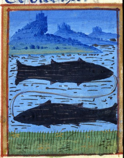 Znamení ryb. Italský horoskop, polovina 15. století. od Italian School