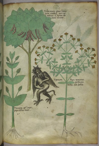 Sloane 4016 f.103 Miniatura rostlin a démon: bylina Ypericon, údajně odpuzující démony, z 