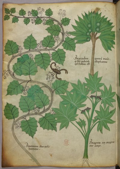 Botanická ilustrace Sloane 4016 f.3v, c.1440 (vellum) od Italian School