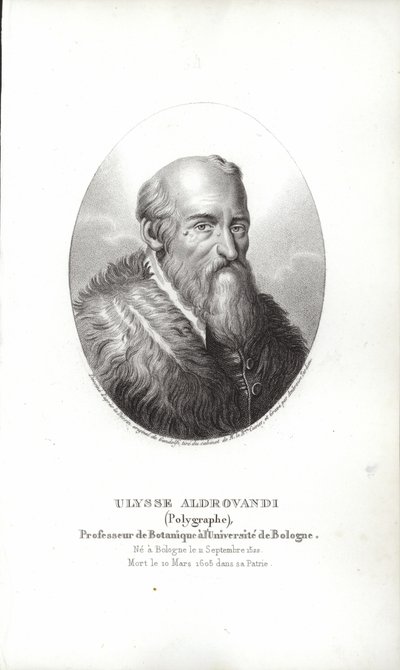 Ulisse Aldrovandi od Italian School