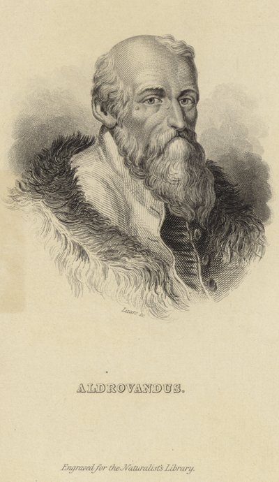Ulisse Aldrovandi od Italian School